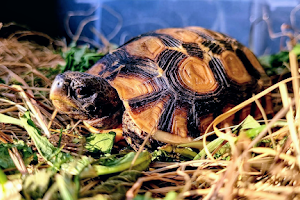 TurtlesPL sklep terrarystyczny online image