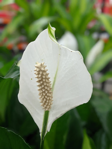 Home Improvement Store «The Home Depot», reviews and photos, 160 Laconia Rd, Tilton, NH 03276, USA