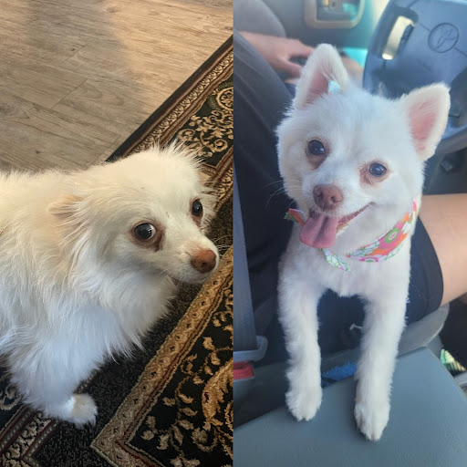 Pet Supply Store «PetSmart», reviews and photos, 6675 S Virginia St, Reno, NV 89511, USA