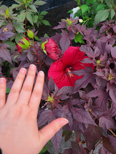 Hardware Store «Proctor Ace Hardware», reviews and photos, 5723 University Blvd W, Jacksonville, FL 32216, USA