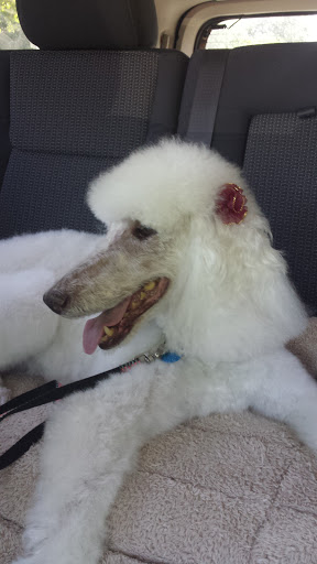 Pet Groomer «One Stop Pet Shop Inc», reviews and photos, 1375 Chestnut St # 103, Emmaus, PA 18049, USA