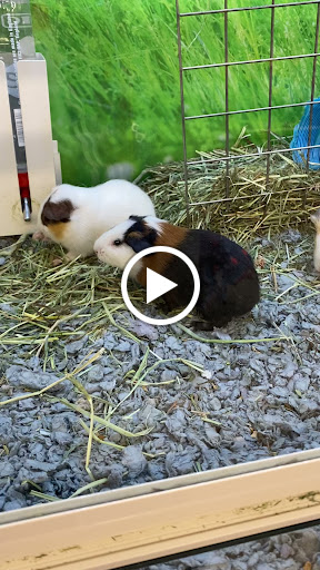 Pet Supply Store «PetSmart», reviews and photos, 2391 NJ-66, Ocean Township, NJ 07712, USA