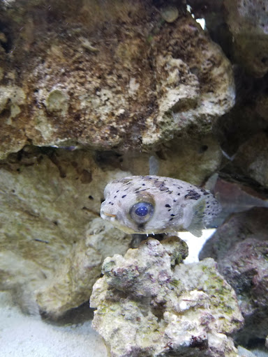 Pet Store «Fish Bowl Pets», reviews and photos, 1013 Hope St, Stamford, CT 06907, USA