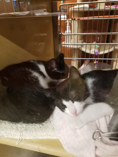 Pet Supply Store «PetSmart», reviews and photos, 132 NJ-31, Flemington, NJ 08822, USA