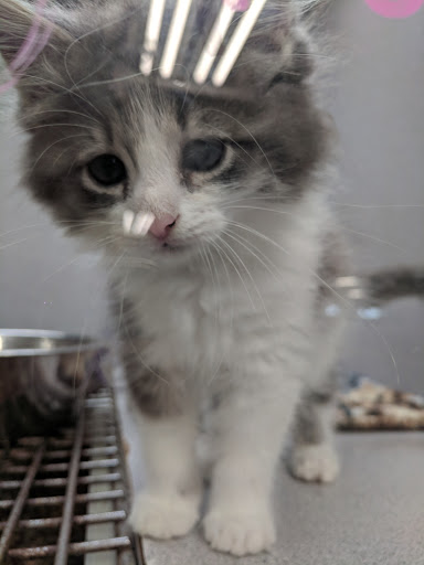 Pet Store «Fish Bowl», reviews and photos, 2117 E Race Ave, Searcy, AR 72143, USA