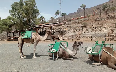 Camel Safari Park image