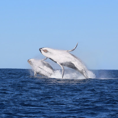 Manly Ocean Adventures