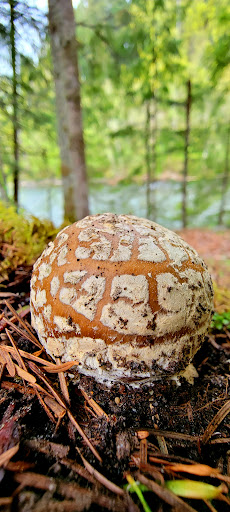 Public Golf Course «White River Disc Golf Course», reviews and photos, 2401 Stuck River Dr, Auburn, WA 98092, USA