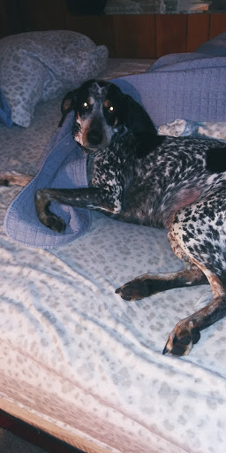 Pet Supply Store «Petco Animal Supplies», reviews and photos, 4011 Durham-Chapel Hill Blvd, Durham, NC 27707, USA