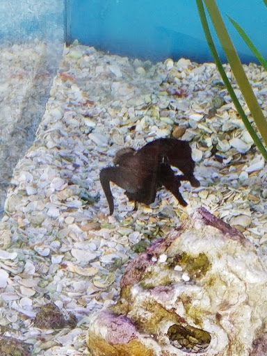 Aquarium «St. Augustine Aquarium», reviews and photos, 2045 FL-16, St Augustine, FL 32084, USA