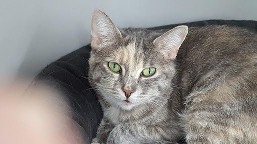 Pet Supply Store «Pet Supplies Plus», reviews and photos, 1433 E Main St, Owosso, MI 48867, USA