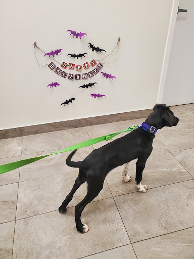 Bedford Parks Animal Hospital image