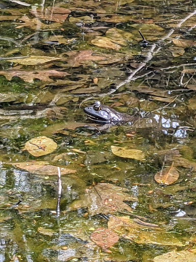 Park «Hart`s Brook Park and Preserve», reviews and photos, 156 Ridge Rd, Hartsdale, NY 10530, USA