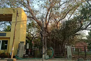 Appaswamy Banyan House image