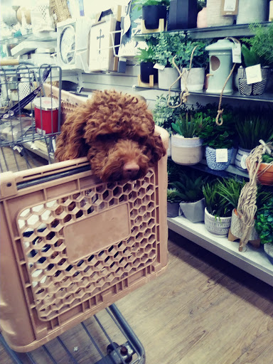 Department Store «HomeGoods», reviews and photos, 150 N Village Ave, Rockville Centre, NY 11570, USA