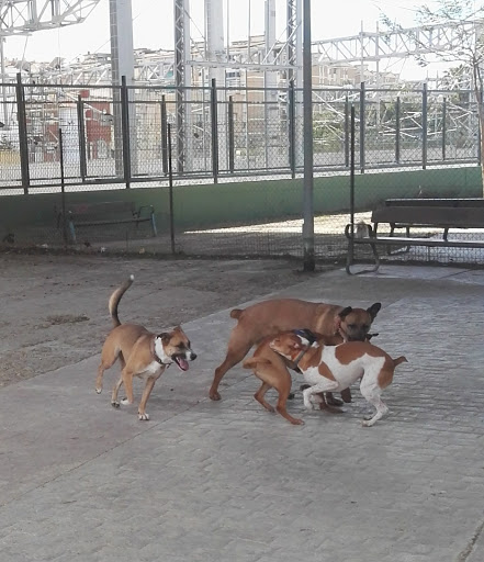 Parque Canino La Unión - C. Poeta Muñoz Rojas, 29006 Málaga, España