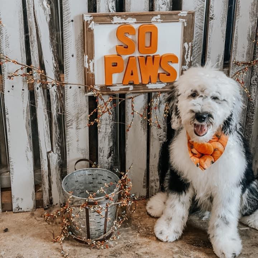 Southern Paws Dog Grooming & Spa