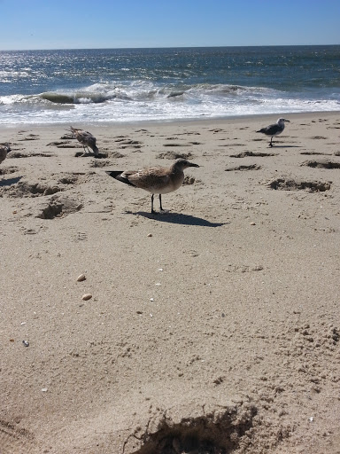 Hotel «Beach Shack», reviews and photos, 205 Beach Ave, Cape May, NJ 08204, USA