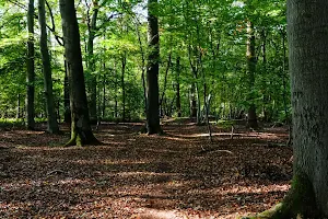 De Kathedraal van het Munnichsbos image