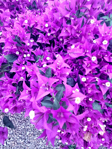 Golf Resort «Wigwam Golf Club», reviews and photos, 451 N Old Litchfield Rd, Litchfield Park, AZ 85340, USA