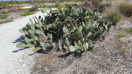 Nature Preserve «Perico Preserve», reviews and photos, 11700 Manatee Ave W, Bradenton, FL 34209, USA