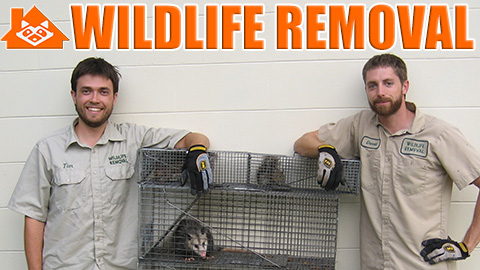 Pro Wildlife Removal Winston Salem