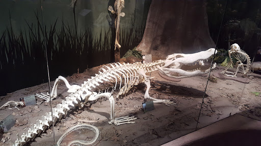 Museum «SKELETONS: Museum Of Osteology», reviews and photos, 8441 International Dr Suite 250, Orlando, FL 32819, USA