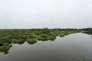 Vedanthangal Bird Sanctuary image