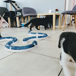 Photo n° 1 de l'avis de Hugo.e fait le 17/08/2020 à 13:44 pour Le Chat’Ren’Thé - CatCoffee & Restaurant à La Rochelle