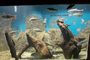 Colonia del Sacramento Aquarium image