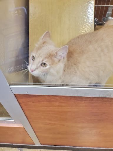 Pet Supply Store «PetSmart», reviews and photos, 4045 Dowlen Rd, Beaumont, TX 77706, USA