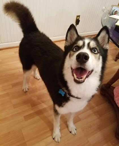 Pet Supply Store «Natural Pet Specialty Shop», reviews and photos, 398 N Harbor City Blvd, Melbourne, FL 32935, USA