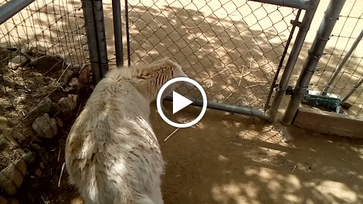 Zoo «Heritage Park Zoological Sanctuary», reviews and photos, 1403 Heritage Park Rd, Prescott, AZ 86301, USA