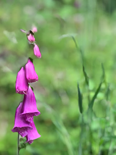 Forestry Service «Hopkins Demonstration Forest», reviews and photos, 16750 S Brockway Rd, Oregon City, OR 97045, USA
