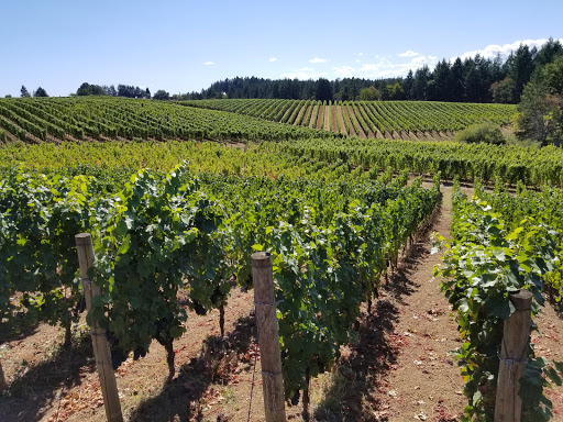 Winery «Trisaetum Winery», reviews and photos, 18401 NE Ribbon Ridge Rd, Newberg, OR 97132, USA