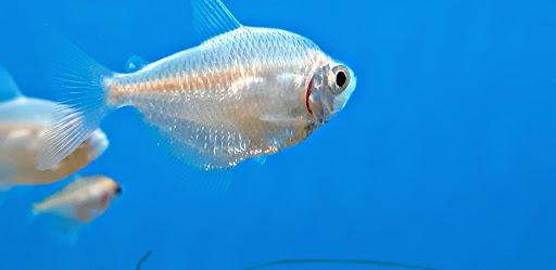 Pet Supply Store «Petco Animal Supplies», reviews and photos, 2310 S Shore Center, Alameda, CA 94501, USA