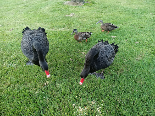 Lake Moananui Reserve - Tokoroa