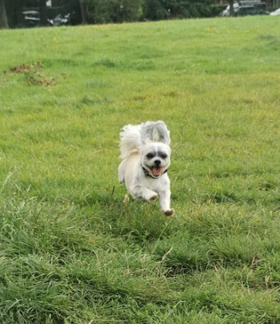 Downes Veterinary Services - Park Avenue en Aberystwyth