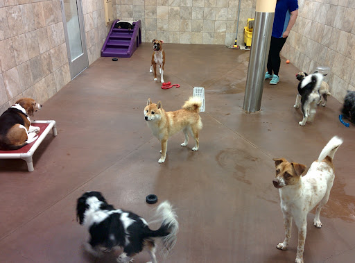 Pet Supply Store «PetSmart», reviews and photos, 315 Gellert Blvd, Daly City, CA 94015, USA