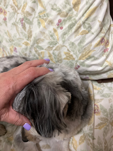 Pet Supply Store «PetSmart», reviews and photos, 1600 Marcus Ave, New Hyde Park, NY 11040, USA