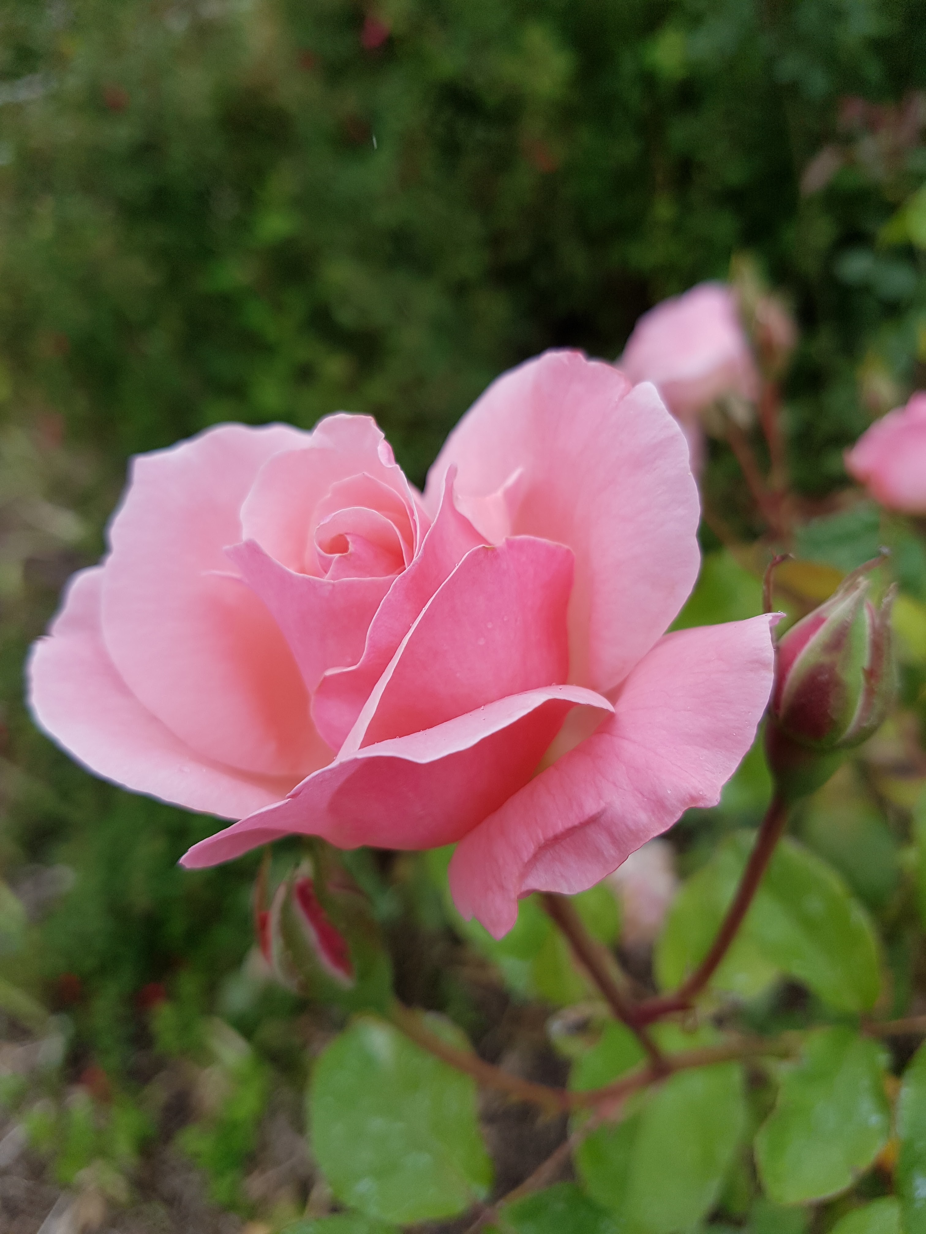 Photo n° 10 de l'avis de Hajer.a fait le 25/07/2020 à 12:52