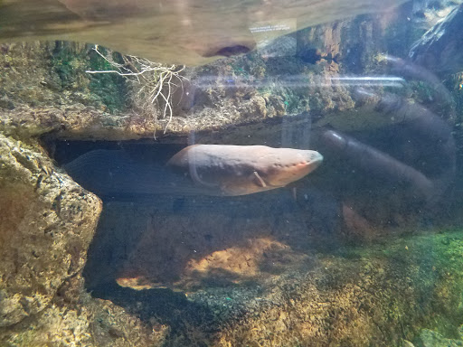 Aquarium «Newport Aquarium», reviews and photos, 1 Aquarium Way, Newport, KY 41071, USA