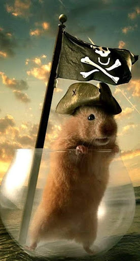 Gift Shop «Alki Surf Shop», reviews and photos, 2622 Alki Ave SW, Seattle, WA 98116, USA