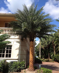 Trees R Us - Photo 3 - Car repair in Panama City, FL, Panama City