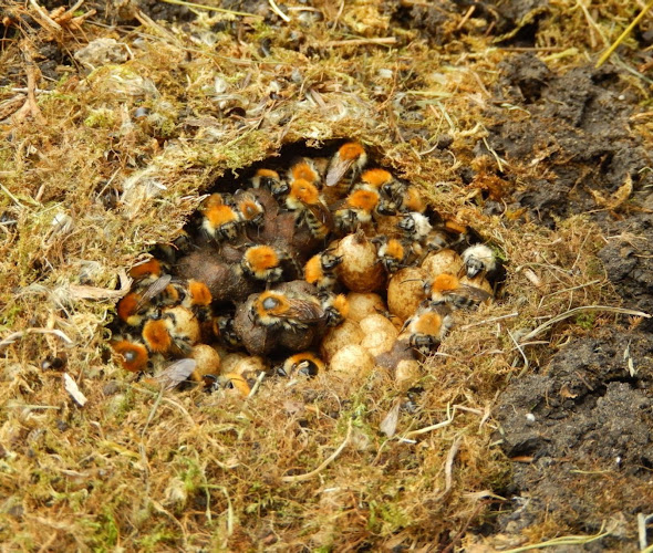 Stop Guêpes et Frelons - Durand Nicolas - Lardenne