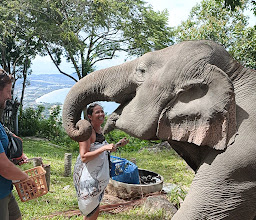 Samui Elephant Spa photo