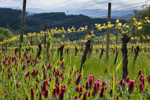 Winery «Elk Cove Vineyards», reviews and photos, 27751 NW Olson Rd, Gaston, OR 97119, USA