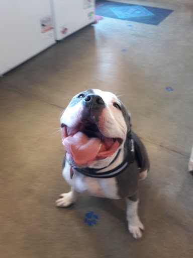 Pet Supply Store «The Naked Dog (Protein For Pets)», reviews and photos, 7385 Milliken Ave #120, Rancho Cucamonga, CA 91730, USA