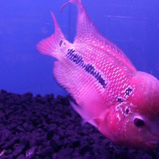 Aquarium «Crystal Reef Aquariums», reviews and photos, 311 Pass Rd, Gulfport, MS 39507, USA