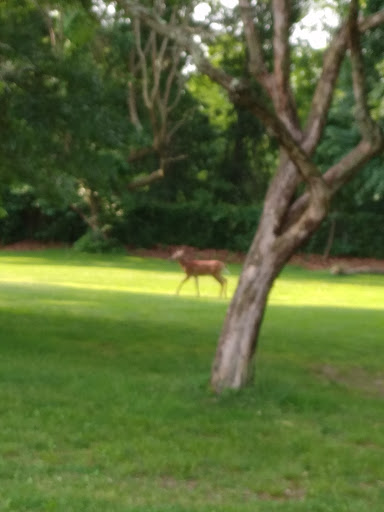 Golf Course «Christopher Morley Park Golf», reviews and photos, 500 Searingtown Rd, Roslyn, NY 11576, USA